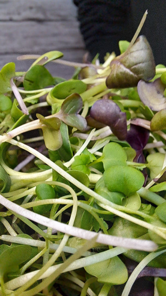 Microgreens, Kressen und Sprossen - worin liegt der Unterschied?