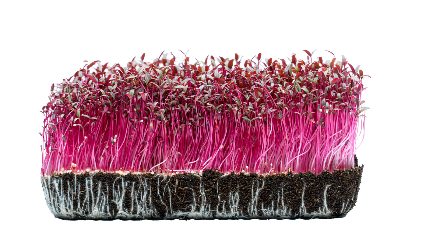 Amaranth - Microgreens (Amaranthus tricolor)