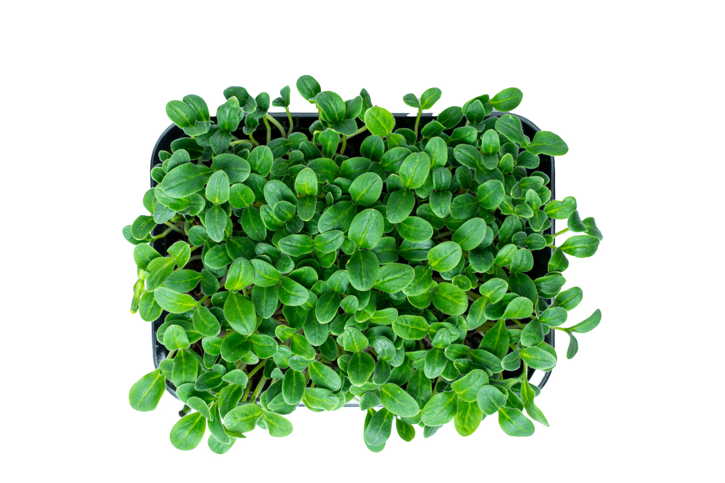 Borretsch-Gurkenkraut-Microgreens (Borago officinalis)
