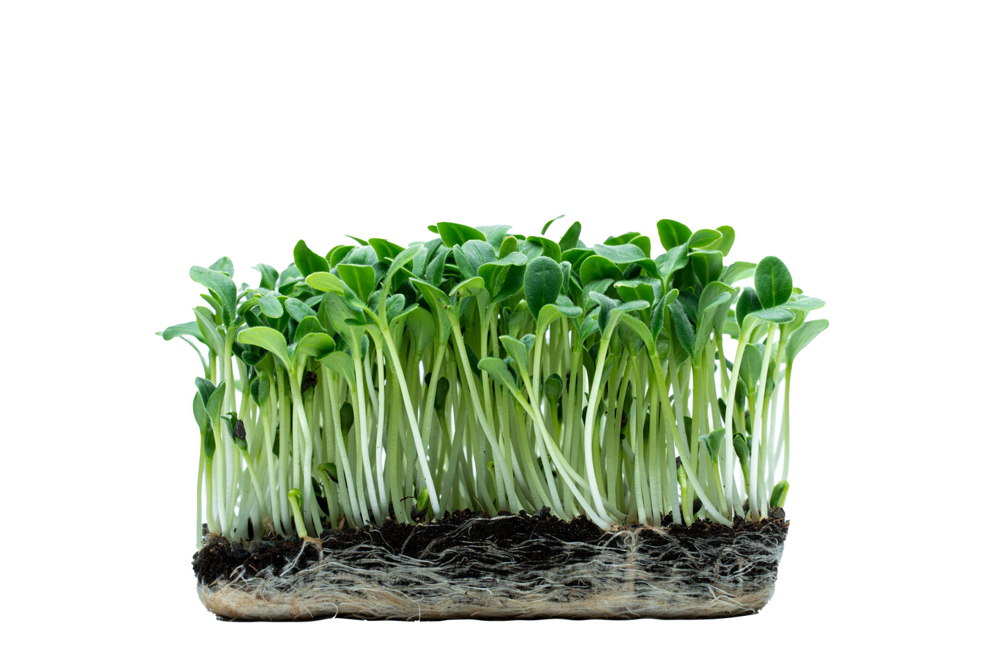 Borretsch-Gurkenkraut-Microgreens (Borago officinalis)