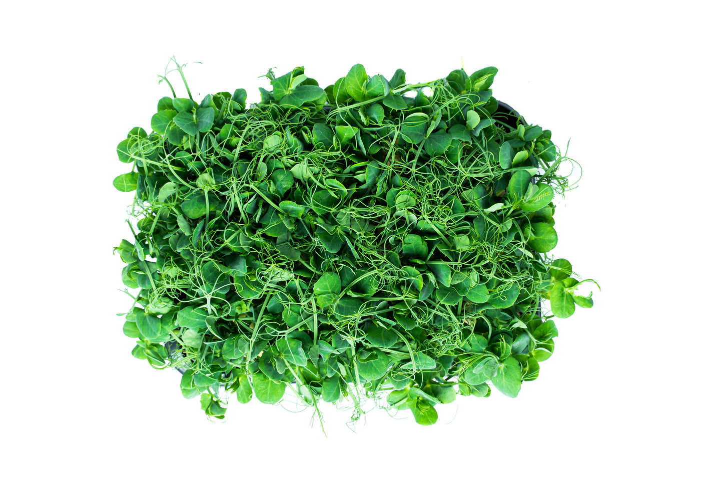 Erbsen - Microgreens (Pisum Sativum)