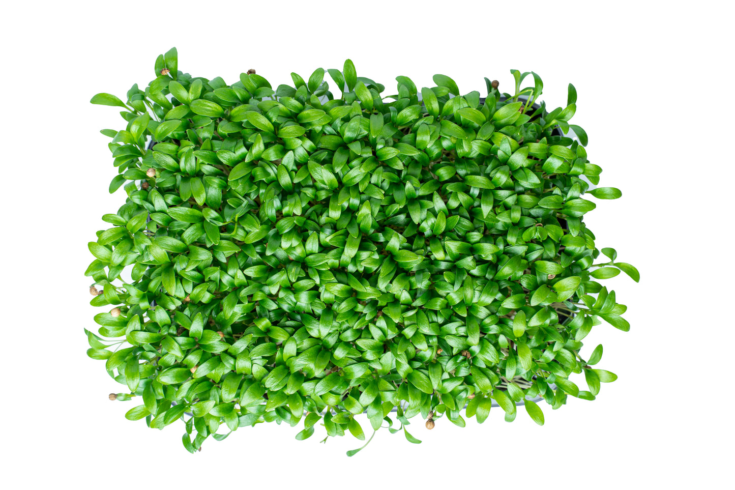 Koriander-Microgreens (Coriandrum sativum)