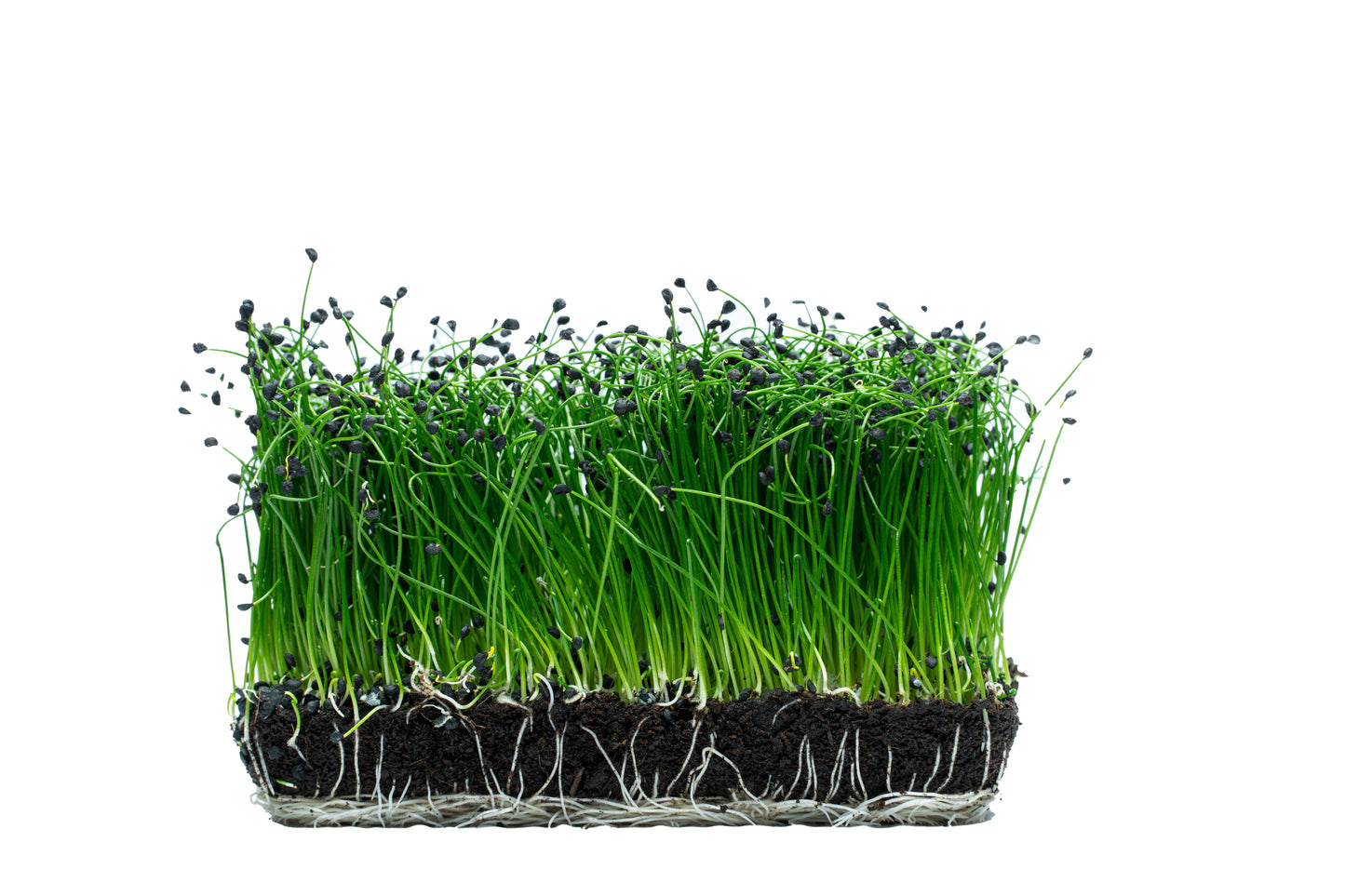 Lauch-Microgreens (Allium porrum)