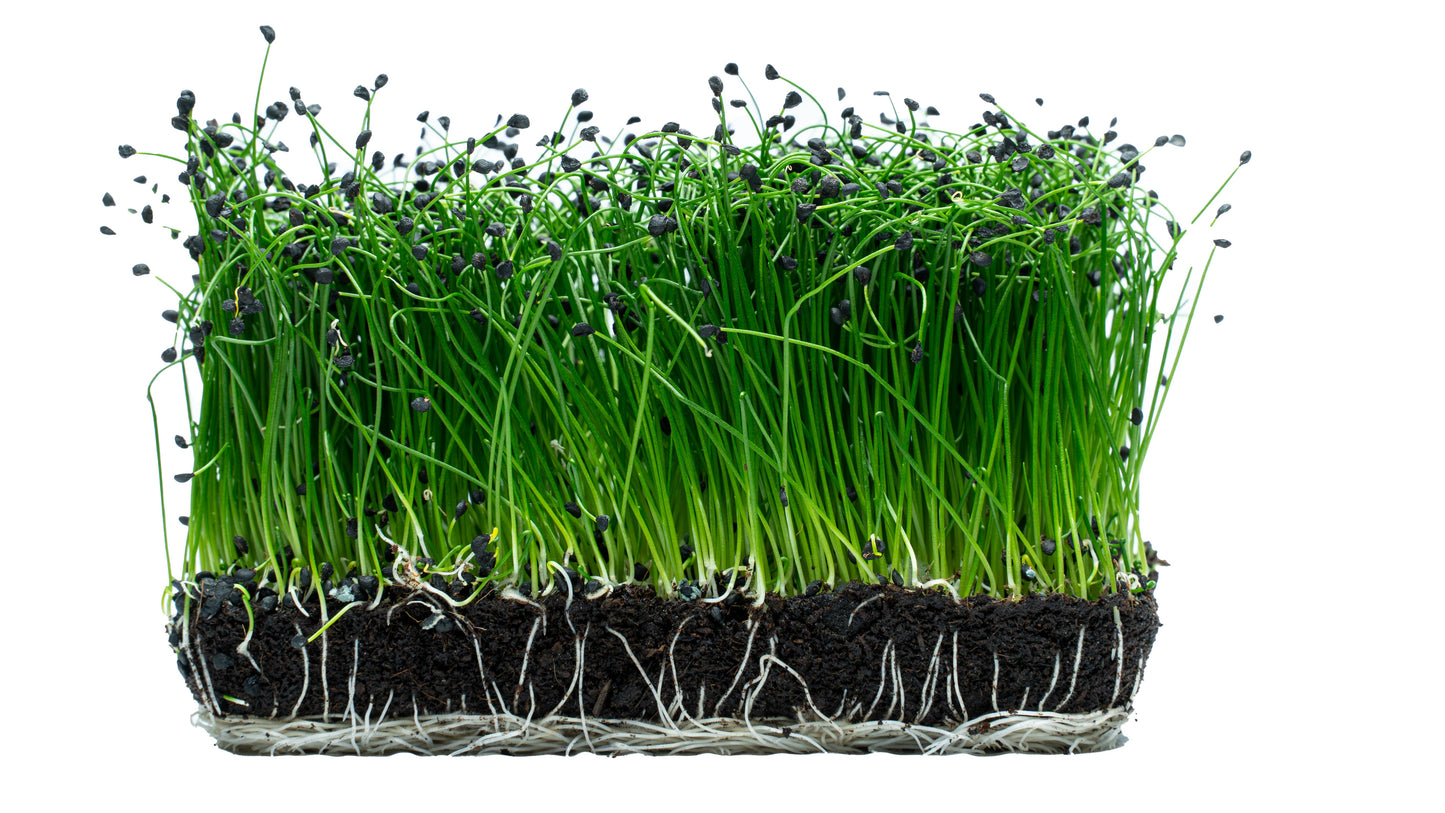 Lauch-Microgreens (Allium porrum)