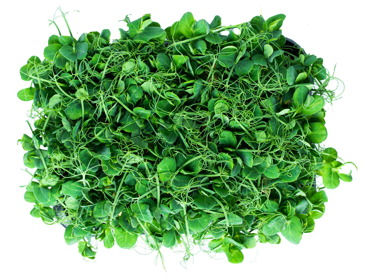 Erbsen - Microgreens (Pisum Sativum)