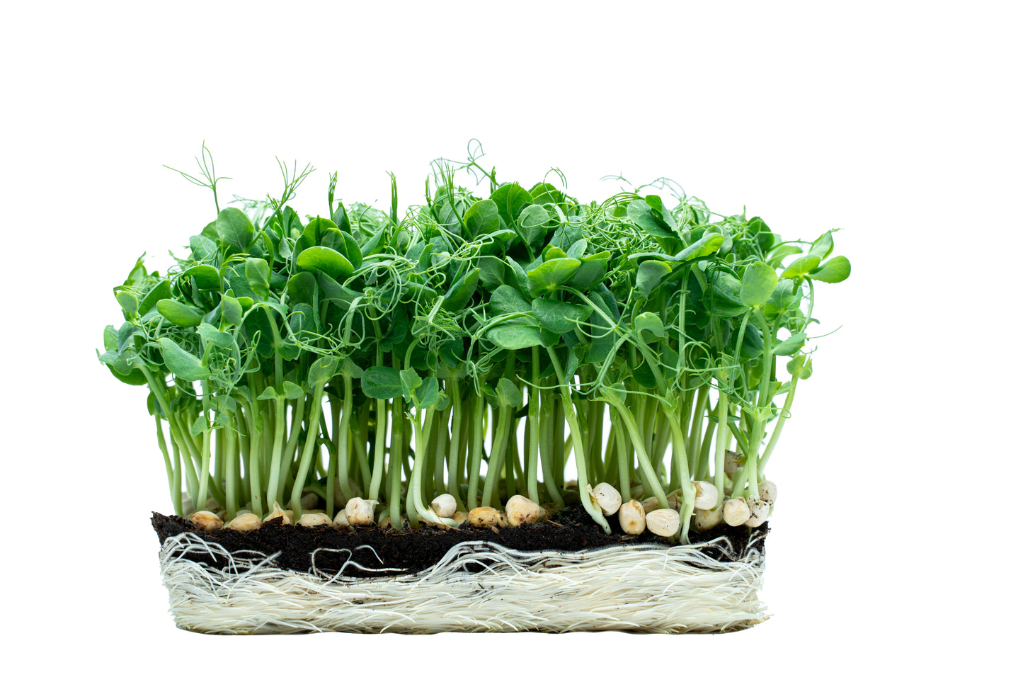 Erbsen - Microgreens (Pisum Sativum)