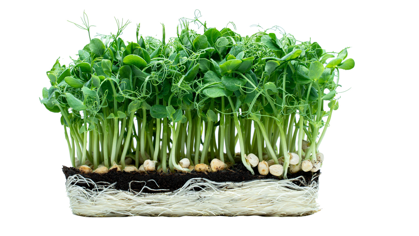 Erbsen - Microgreens (Pisum Sativum)