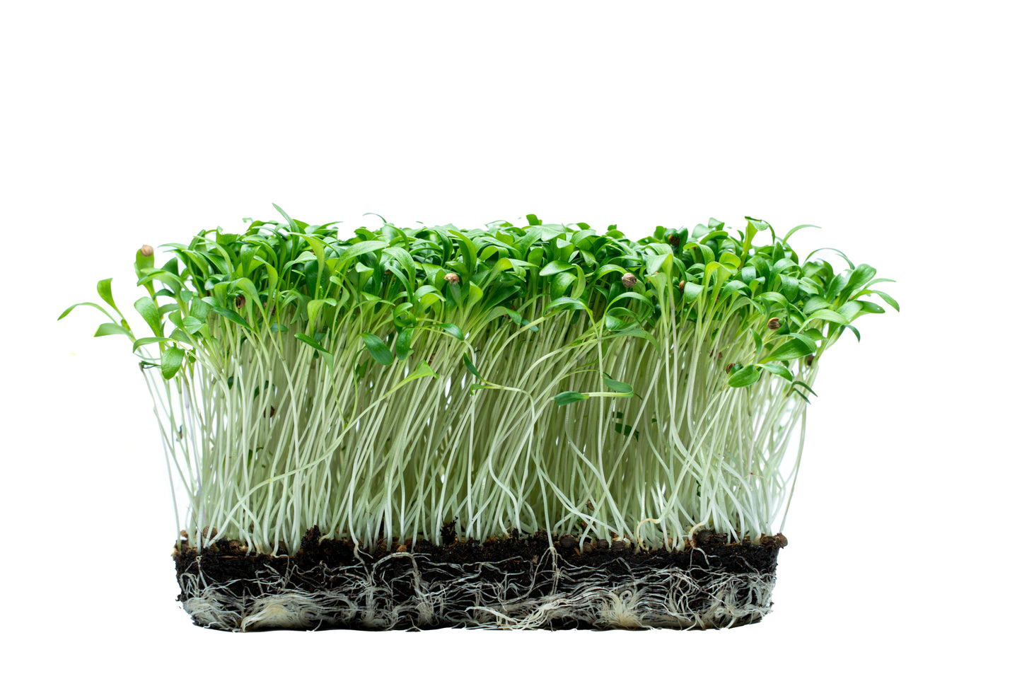 Koriander-Microgreens (Coriandrum sativum)